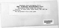 Calloria urticae image